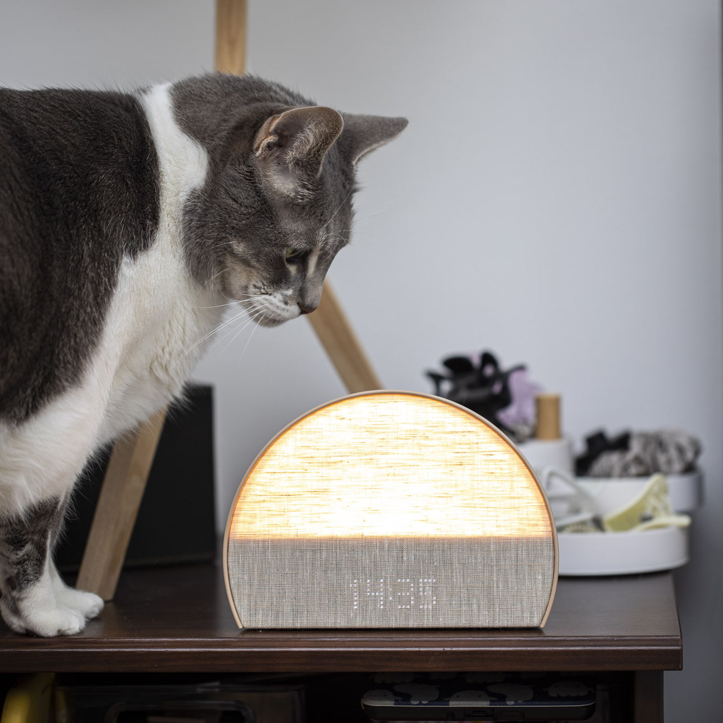 Rotund gray and white cat contemplates the Hatch Restore 2 on a nightstand.