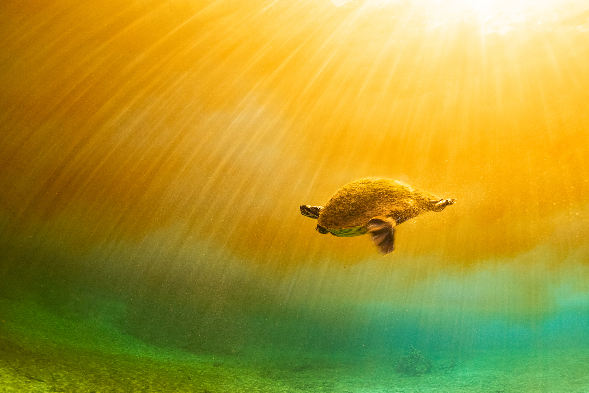 A turtle swimming beneath the water’s surface with sunbeams shining down through golden water.