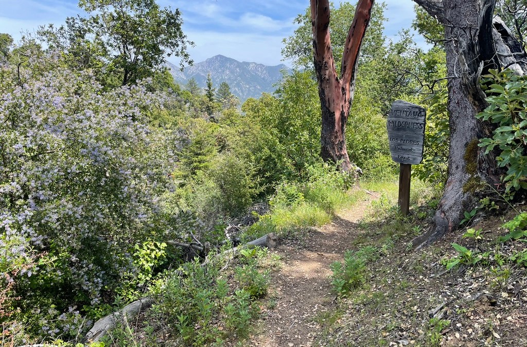 A sign says “Ventana Wilderness” next to a trail and a flowering bush. In the background, a mountain is visible.