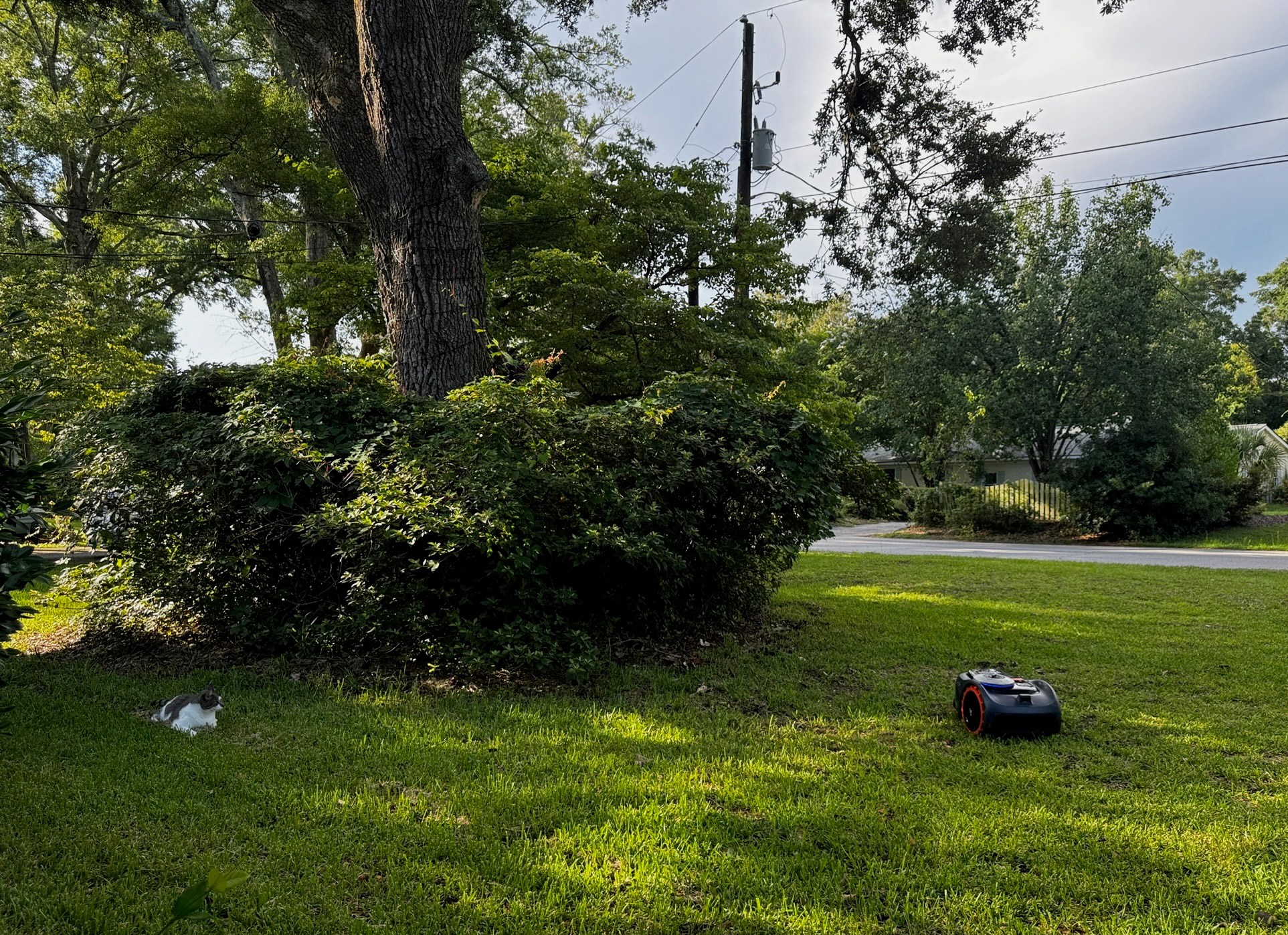 Cats, dogs, passersby, UPS drivers, everyone will be fascinated by your robot lawnmower.