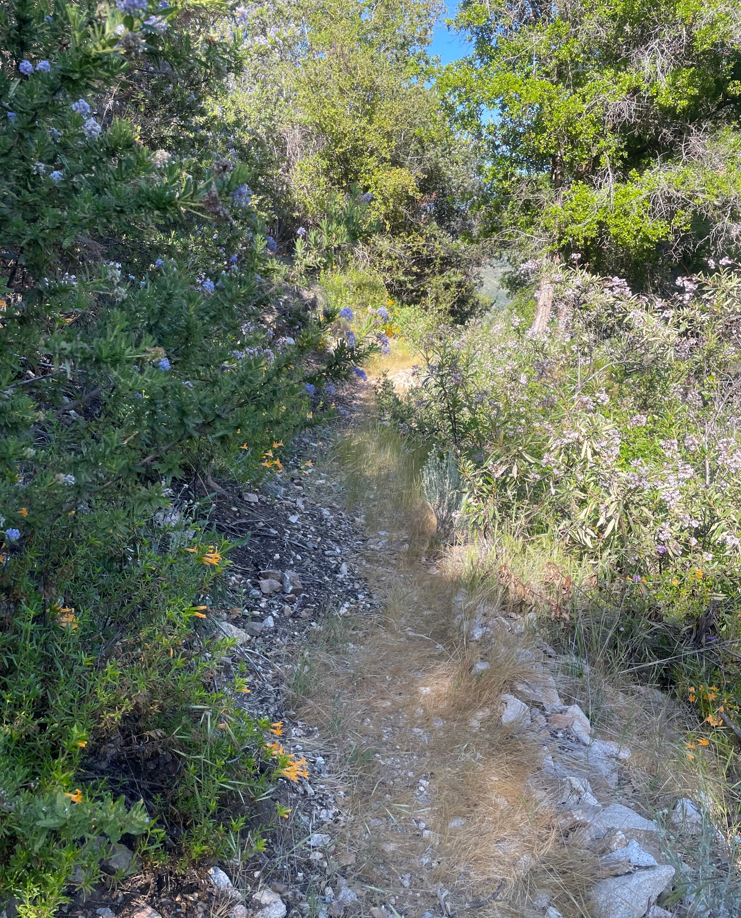 A trail, studded with wildflowers