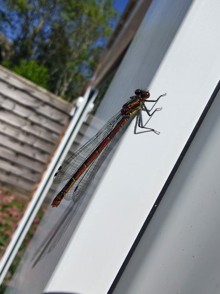 Motorola Razr 60 Ultra camera samples macro dragonfly
