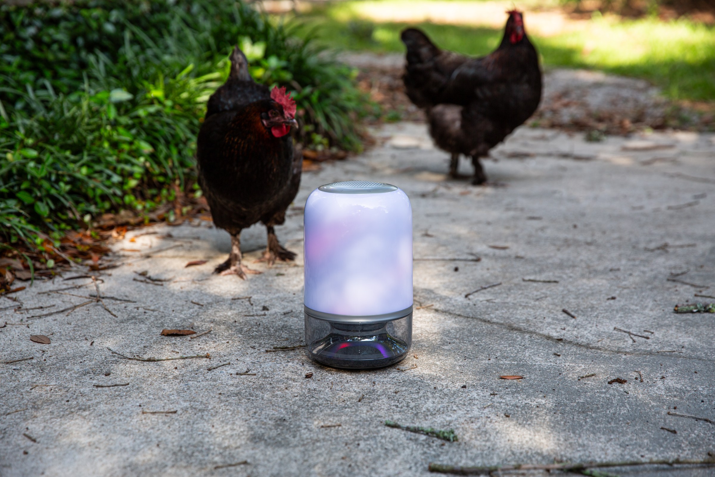 My chickens got to enjoy an al fresco dance party.