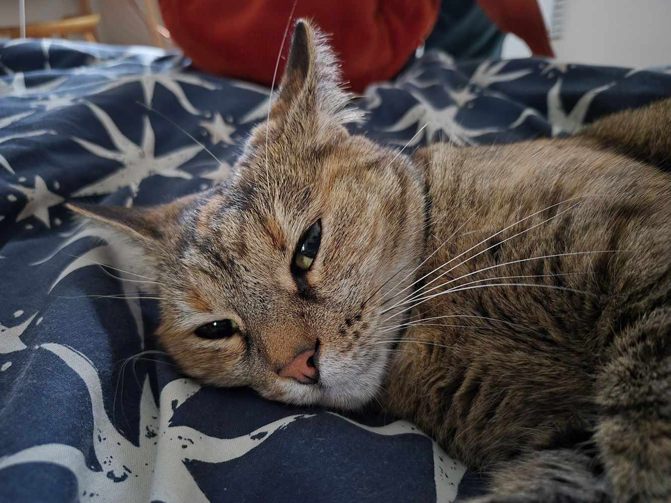 Samsung Galaxy S25 FE camera samples low light cat