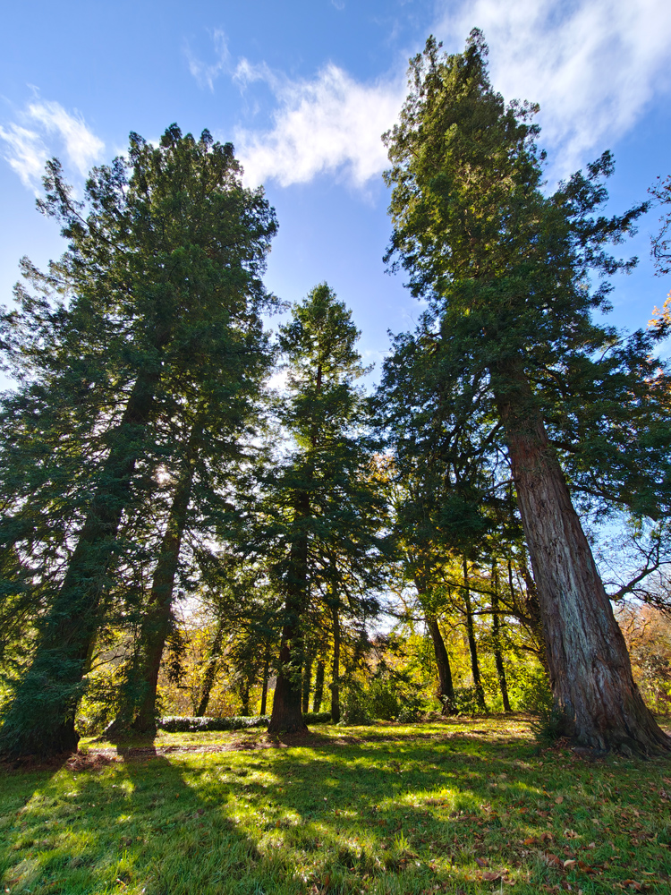 Motorola Edge 70 camera samples ultrawide trees