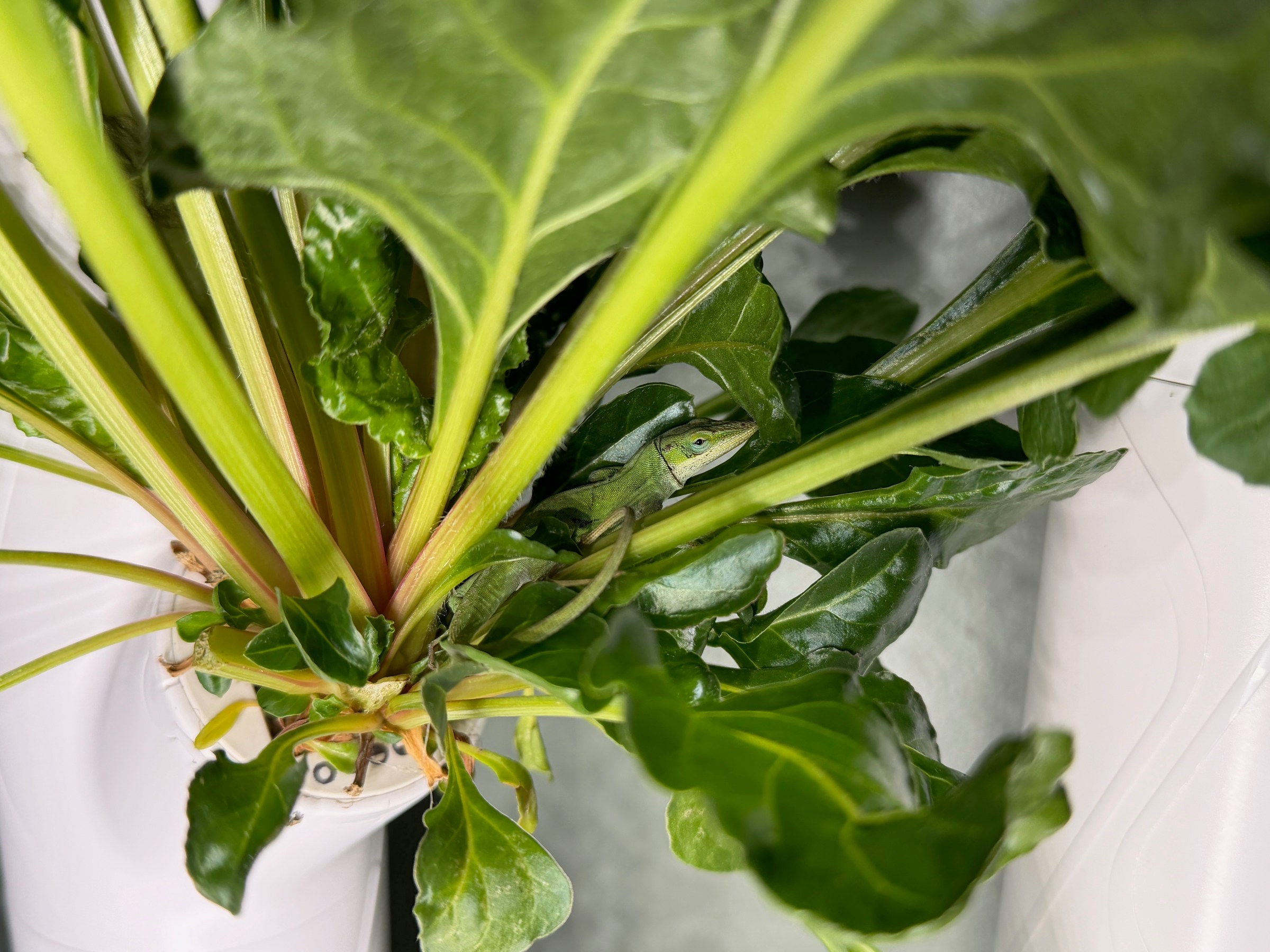 I wasn’t the only one who enjoyed growing plants indoors in the winter …