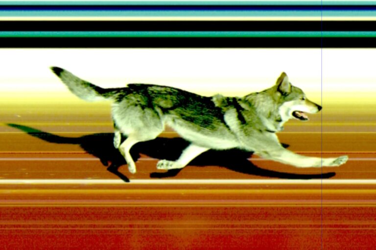 How Omega captured the moment a dog crossed the finish line at the Milano Cortina 2026 Winter Olympics