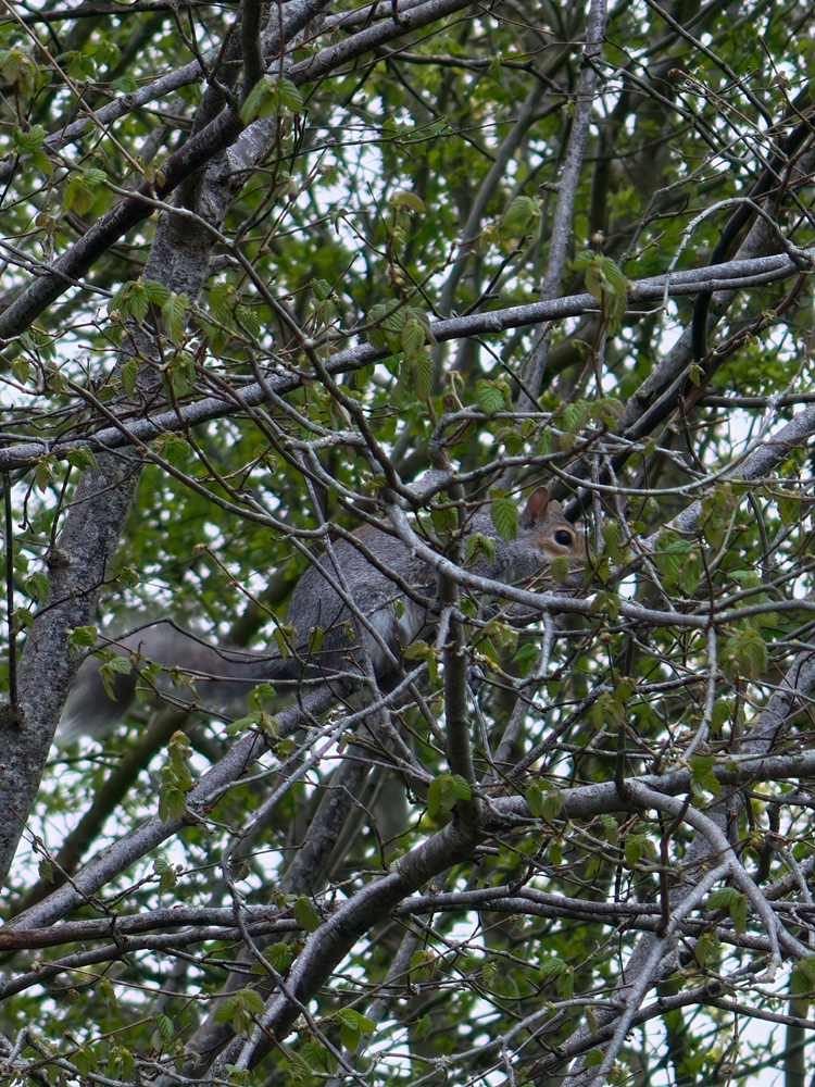 Oppo Find X9 Ultra camera samples 10x squirrel