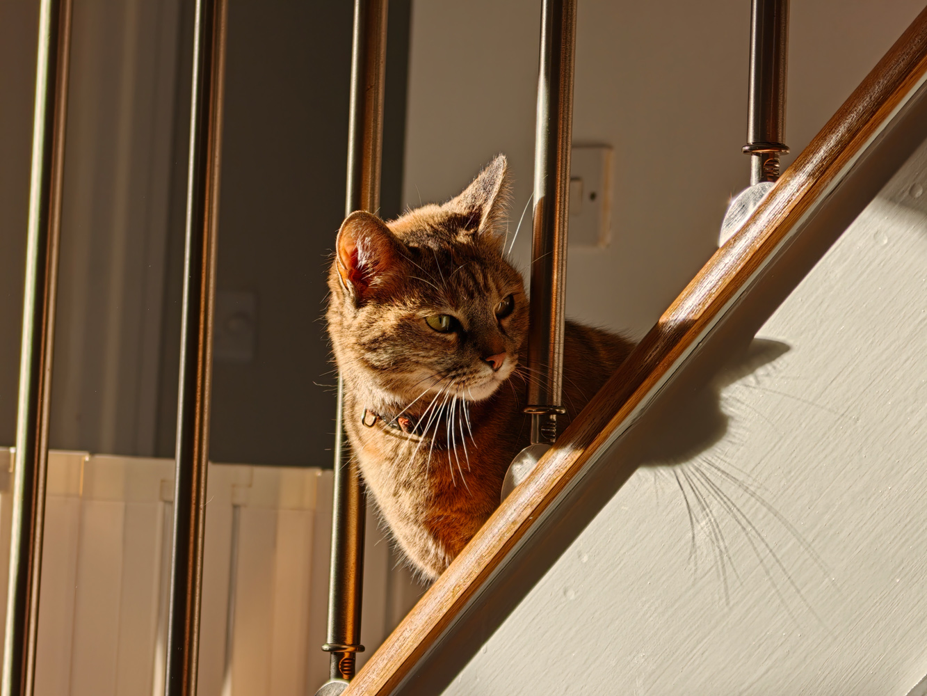 Oppo Find X9 Ultra camera samples cat