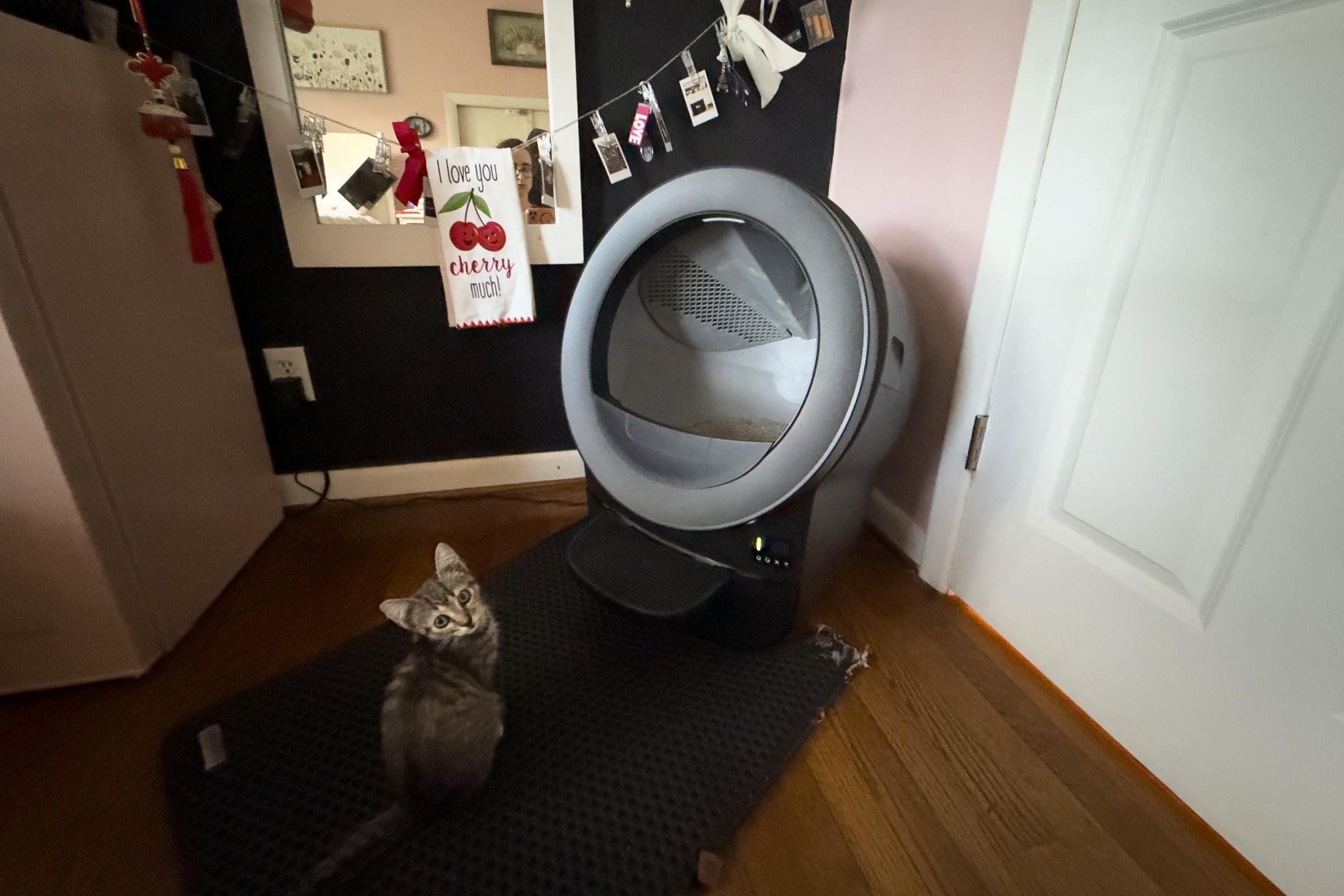 The Evo has a similar footprint to the 5, but it’s shorter and slightly narrower. It fit neatly into the corner of a small bedroom in my house. Though the litter mat had to go. The Evo is suitable for 1 to 2 cats who are under 19 pounds. This is Osa, a female kitten who joined our family a week ago. She’s too little to use the robot without supervision.