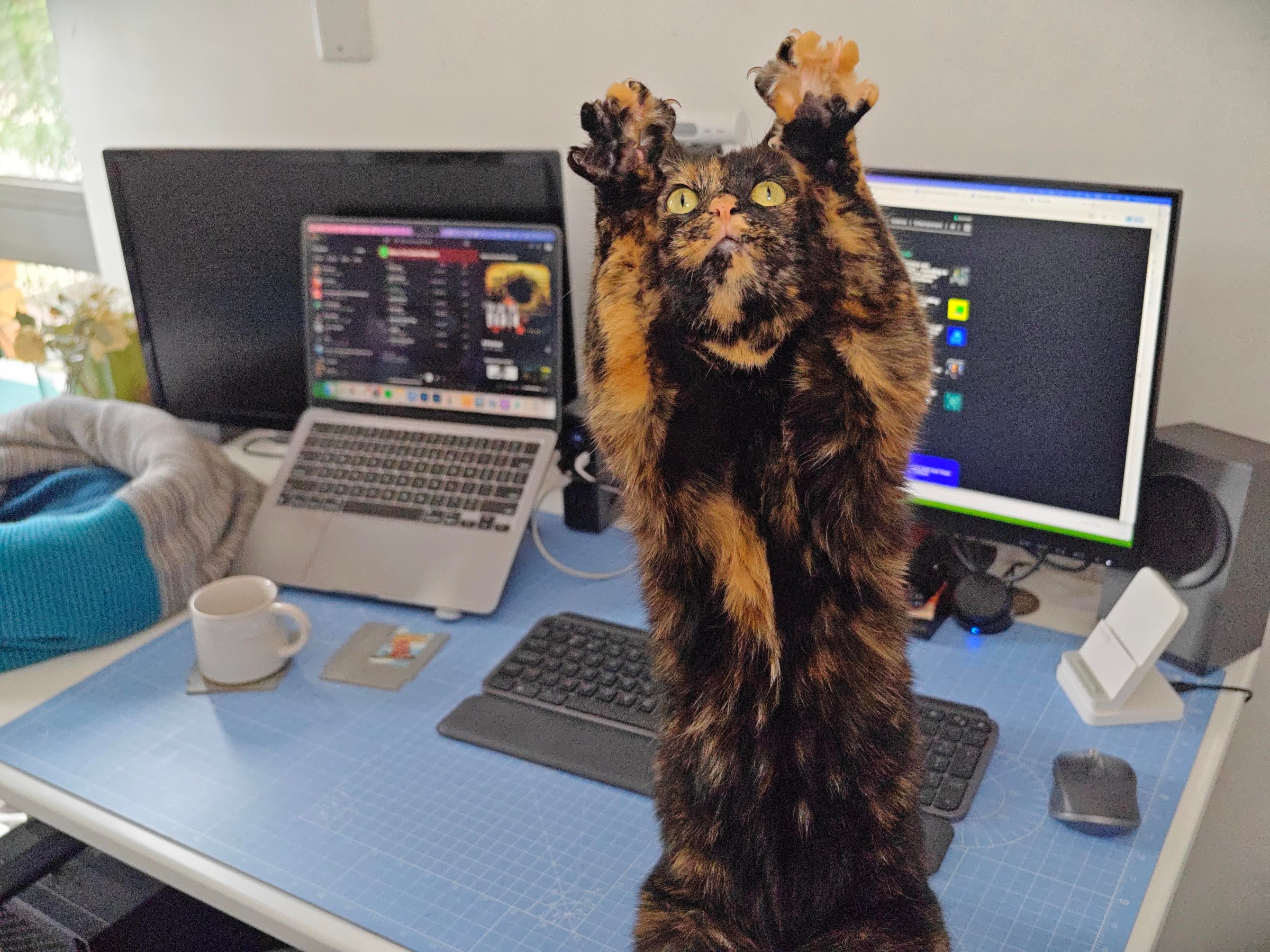 Photo of a tortoiseshell cat reaching up, seemingly towards the camera, with claws extended