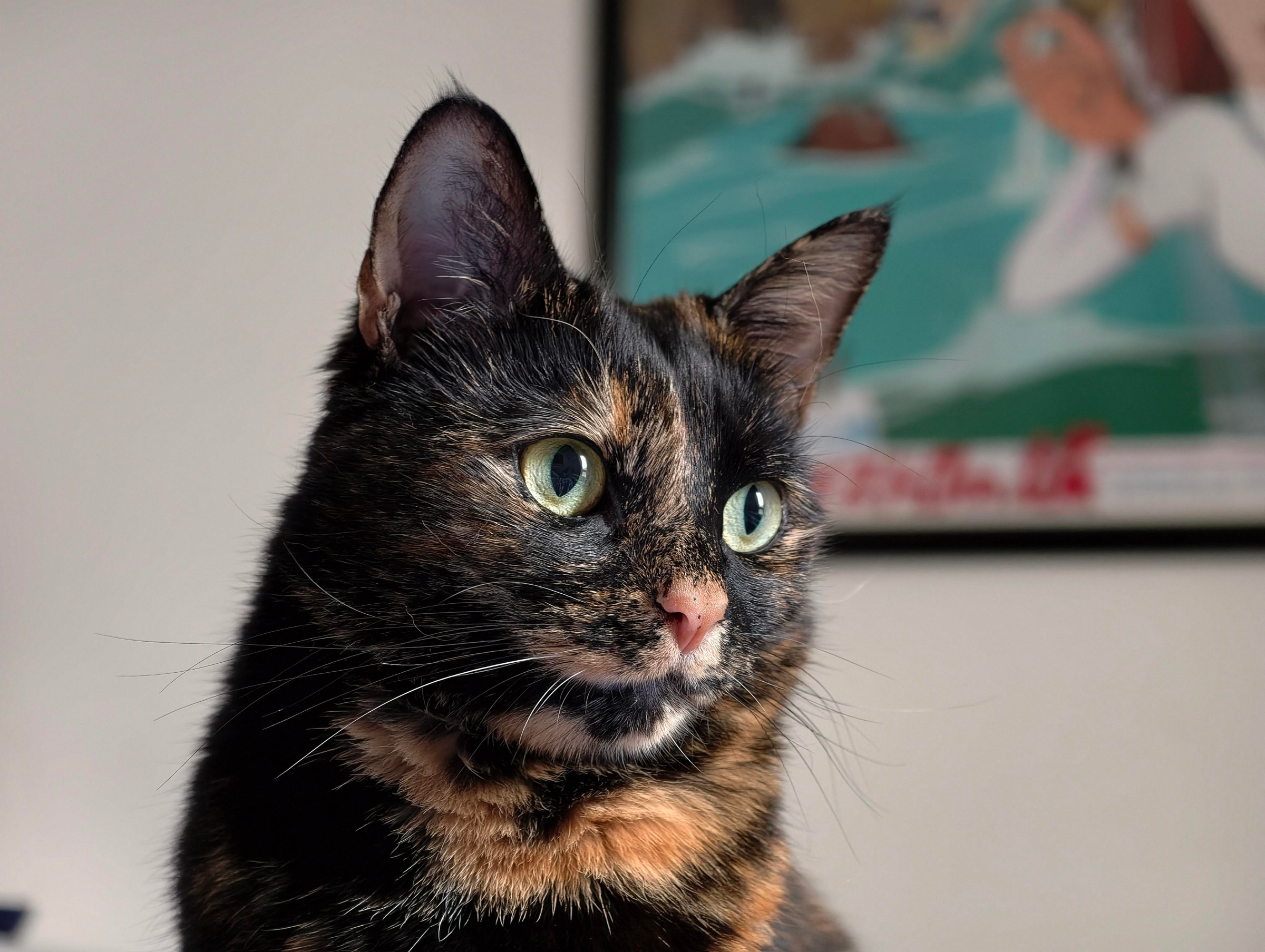 Photo of a tortoiseshell cat’s face, looking off to the side
